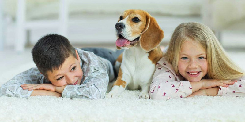 Tips on Carpet Cleaning for Pet Owners