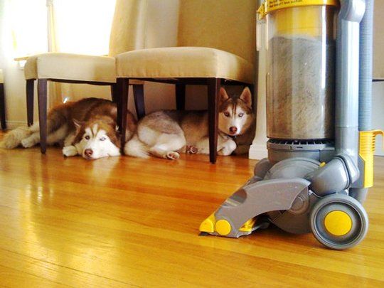 pet-friendly carpets